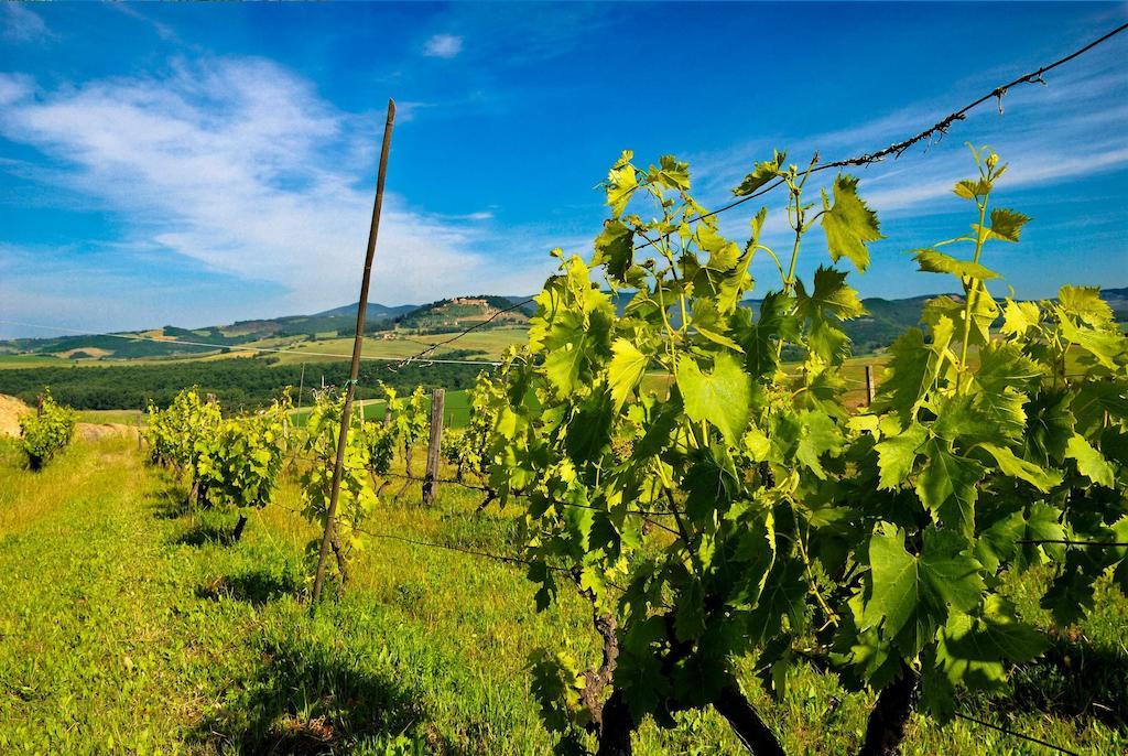 Agriturismo Il Canterino Guardistallo Zewnętrze zdjęcie