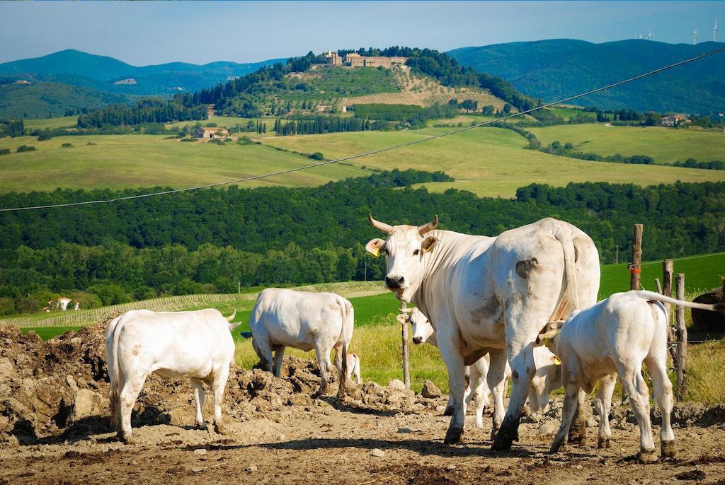 Agriturismo Il Canterino Guardistallo Zewnętrze zdjęcie